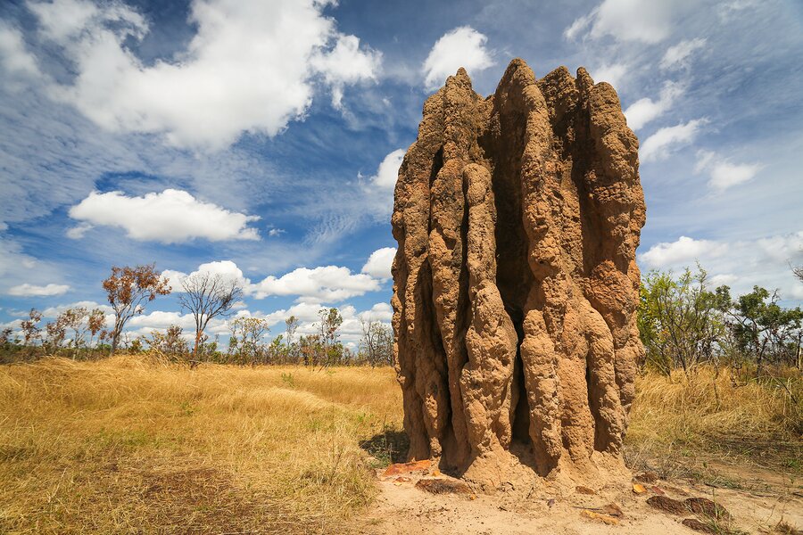 Termite mounds (Nasutitermes triodae), Kakadu National Park, Australia
